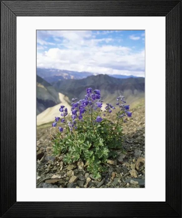 Framed Print : Delphinium Flowers - view across Ludus to Ladakh range Trans Himalaya, Jammu & Kashmir India Framed Print : Delphinium Flowers - view across Ludus to Ladakh range Trans Himalaya, Jammu & Kashmir India