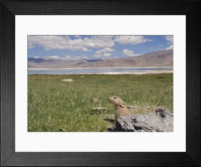 Framed Print : Mouse Hare / Plateau Pika / Black-lipped Pika - at a burrow entrance. Tso Kar (saline lake) in background. Ladakh Changthang, India Framed Print : Mouse Hare / Plateau Pika / Black-lipped Pika - at a burrow entrance. Tso Kar (saline lake) in background. Ladakh Changthang, India