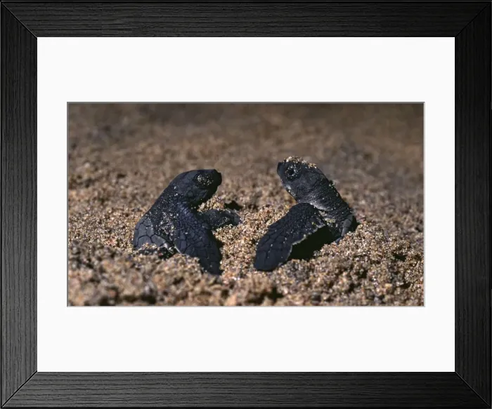 Framed Print : Olive Ridley Turtle hatchlings - First two hatchlings emerge at night from a turtle nest buried in the beach sand. Rushikulya beach, Orissa, India Framed Print : Olive Ridley Turtle hatchlings - First two hatchlings emerge at night from a turtle nest buried in the beach sand. Rushikulya beach, Orissa, India
