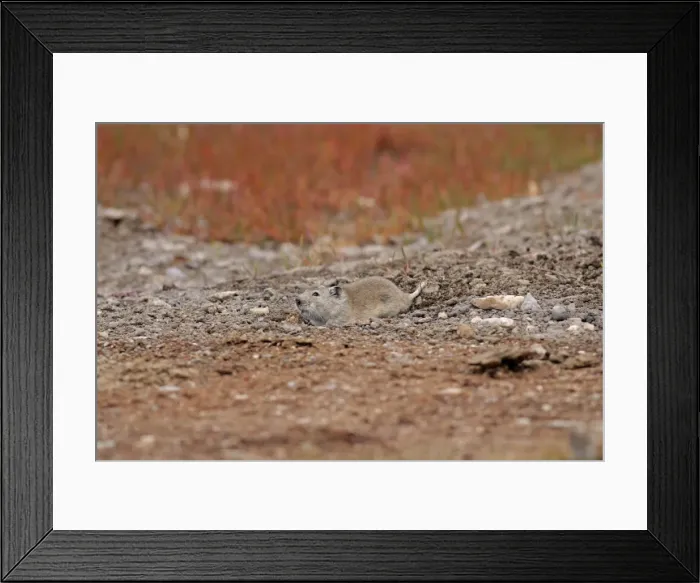 Framed Print : Stoliczka's Mountain Vole - at burrow. Tso Kar, Ladakh India Framed Print : Stoliczka's Mountain Vole - at burrow. Tso Kar, Ladakh India