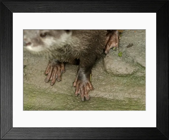 Framed Print : Small-clawed otter feet. Zoo Negara, Kuala Lumpur, Malaysia Framed Print : Small-clawed otter feet. Zoo Negara, Kuala Lumpur, Malaysia