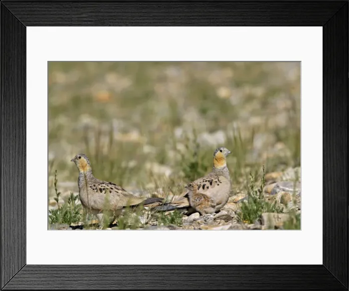 Framed Print : Tibetan Sandgrouse - female (on L), male and chick. Tso Kar basin Ladakh Changthang, J&K, India Framed Print : Tibetan Sandgrouse - female (on L), male and chick. Tso Kar basin Ladakh Changthang, J&K, India