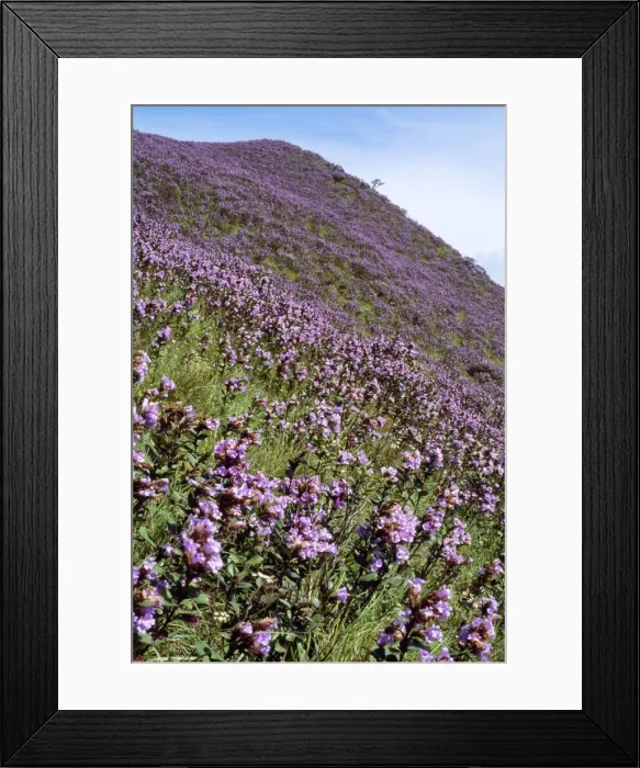 Framed Print : India - Kurnji  /  Kurinji flower blooms only every 12 years, October 1994. Blue Hills Kerala, South India