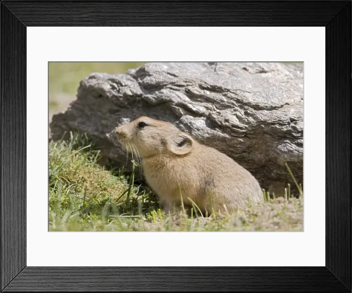 Framed Print : Mouse Hare / Plateau Pika (Black-lipped pika) at a burrow entrance. Tso Kar basin Ladakh Changthang Framed Print : Mouse Hare / Plateau Pika (Black-lipped pika) at a burrow entrance. Tso Kar basin Ladakh Changthang