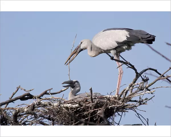 Asian Openbills on nest and bringing nesting material. Keoladeo Ghana N. P. Rajasthan India