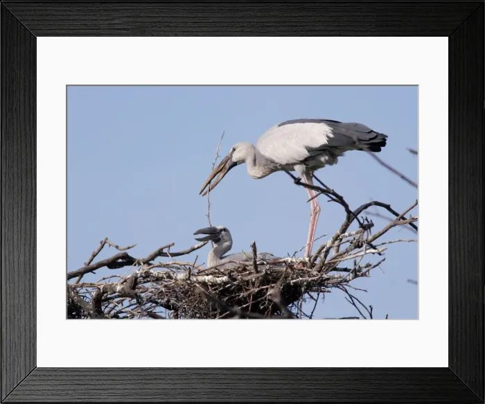Framed Print : Asian Openbills on nest and bringing nesting material. Keoladeo Ghana N. P. Rajasthan India Framed Print : Asian Openbills on nest and bringing nesting material. Keoladeo Ghana N. P. Rajasthan India
