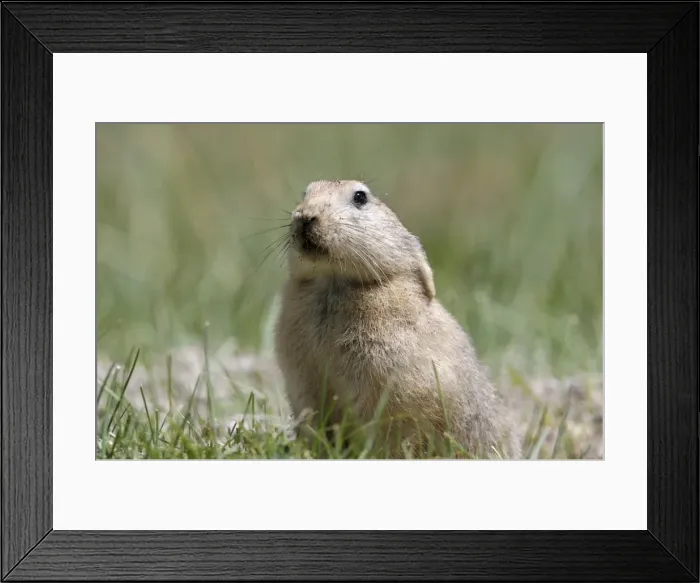 Framed Print : Mouse hare  /  Plateau pika (Black-lipped pika) - Tso Kar basin Ladakh Changthang - India