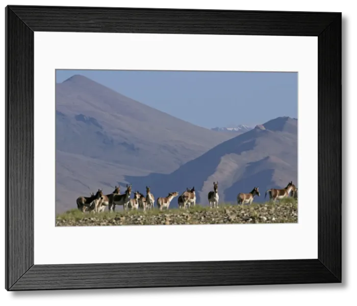 Framed Print : Kiang / Tibetan Wild Ass - group - Ladakh - India Framed Print : Kiang / Tibetan Wild Ass - group - Ladakh - India