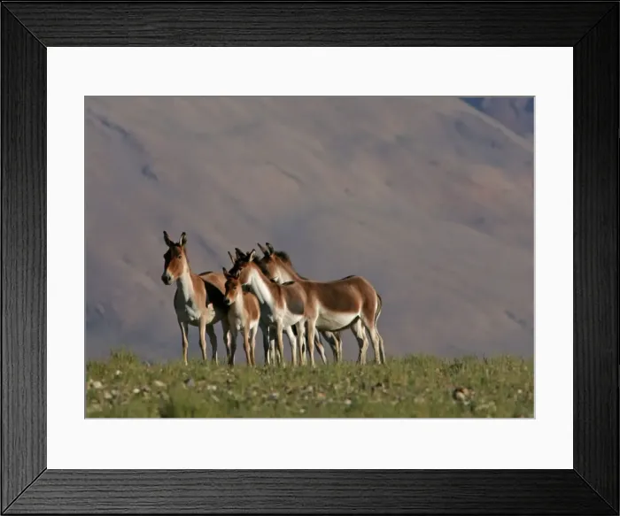 Framed Print : Kiang / Tibetan Wild Ass - female and foals - Changthang - Ladakh - India Framed Print : Kiang / Tibetan Wild Ass - female and foals - Changthang - Ladakh - India