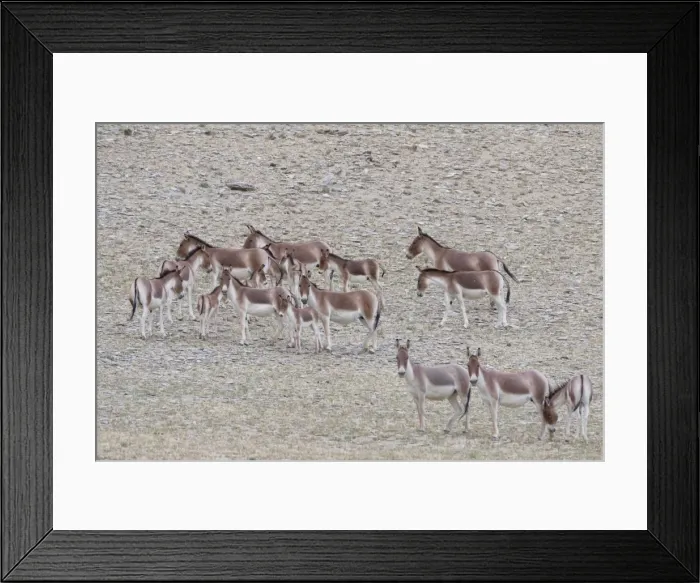 Framed Print : Kiang / Tibetan Wild Ass - female and foals - Ladakh - India Framed Print : Kiang / Tibetan Wild Ass - female and foals - Ladakh - India