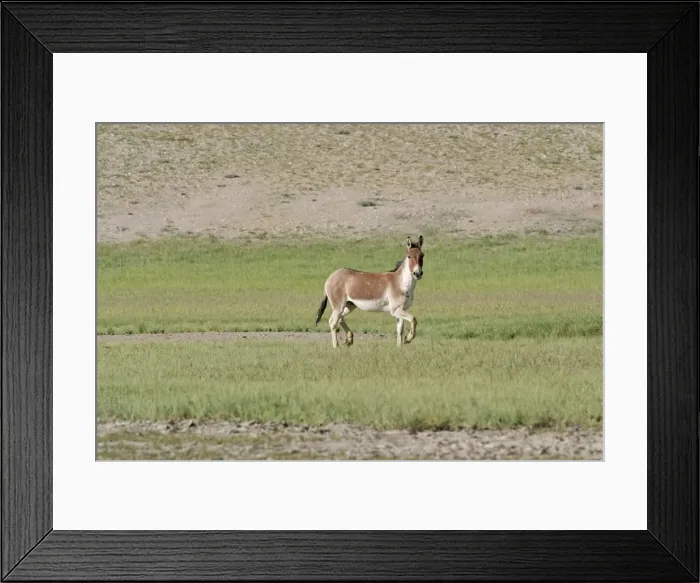 Framed Print : Kiang / Tibetan Wild Ass - male in the rutting season - Tso Kar - Changthang - Ladakh - India Framed Print : Kiang / Tibetan Wild Ass - male in the rutting season - Tso Kar - Changthang - Ladakh - India