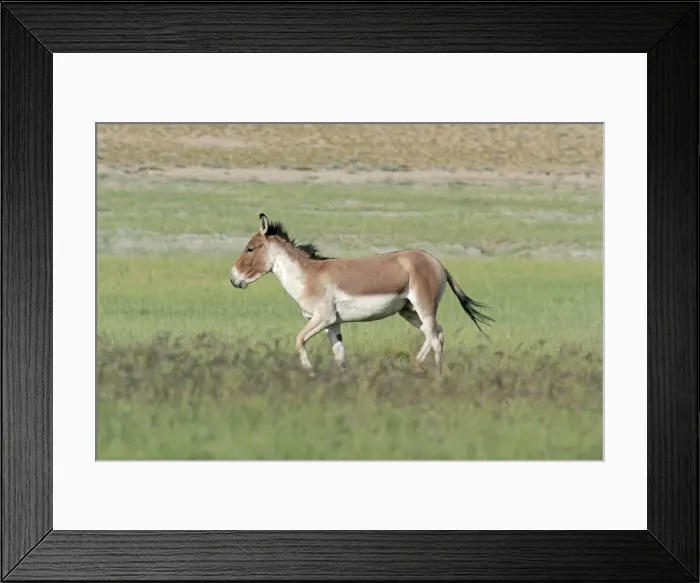 Framed Print : Kiang / Tibetan Wild Ass - male in the rutting season - Tso Kar - Changthang - Ladakh - India Framed Print : Kiang / Tibetan Wild Ass - male in the rutting season - Tso Kar - Changthang - Ladakh - India