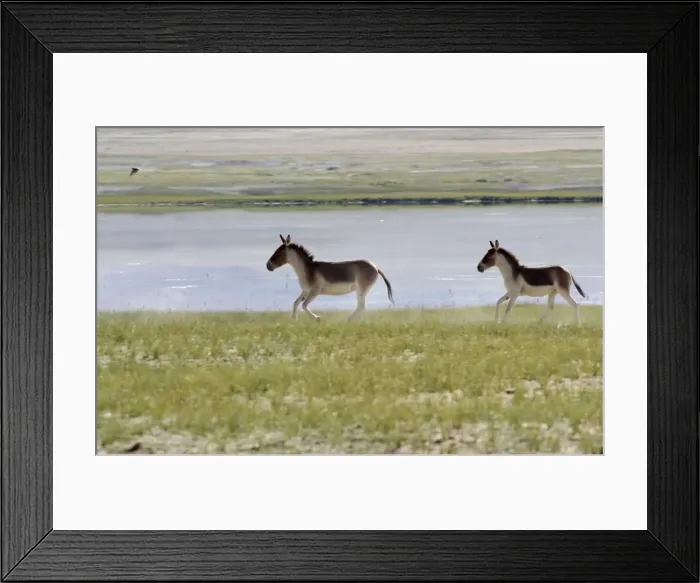 Framed Print : Kiang / Tibetan Wild Ass - female and yearling by Startsapuk Tso - Ladakh - India Framed Print : Kiang / Tibetan Wild Ass - female and yearling by Startsapuk Tso - Ladakh - India