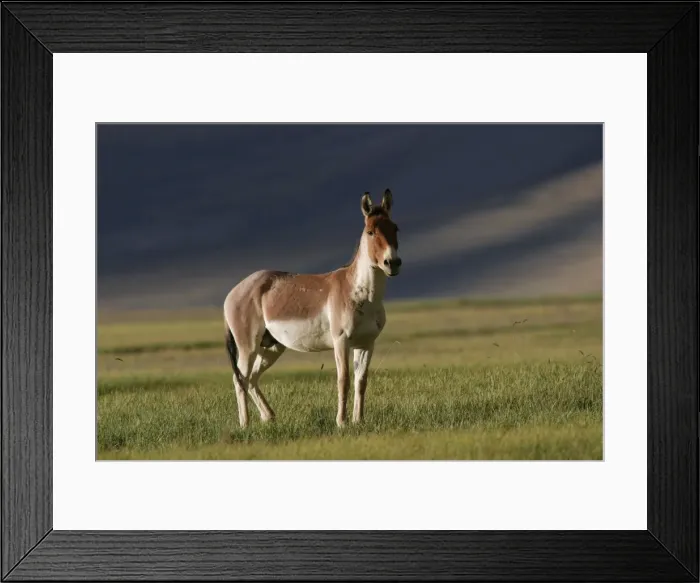 Framed Print : Kiang / Tibetan Wild Ass - battle-scared male during the rut - Ladakh - India Framed Print : Kiang / Tibetan Wild Ass - battle-scared male during the rut - Ladakh - India