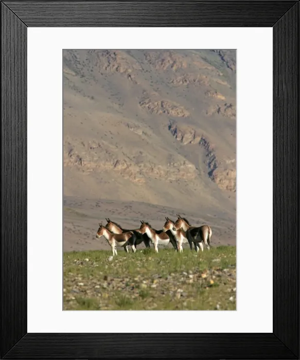 Framed Print : Kiang / Tibetan Wild Ass - female and yearling group - Ladakh - India Framed Print : Kiang / Tibetan Wild Ass - female and yearling group - Ladakh - India
