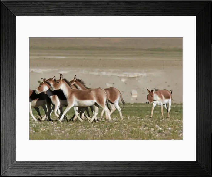 Framed Print : Kiang / Tibetan Wild Ass - rutting male herding a group of females - Ladakh - India Framed Print : Kiang / Tibetan Wild Ass - rutting male herding a group of females - Ladakh - India