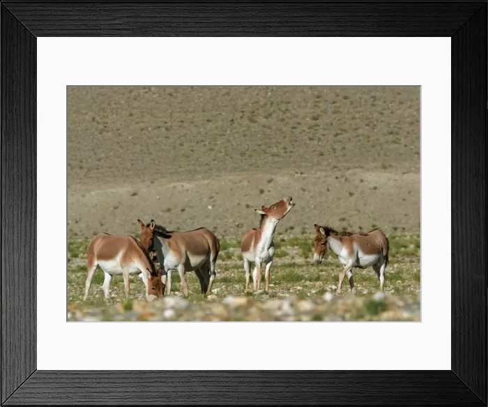 Framed Print : Kiang  /  Tibetan Wild Ass - females with rutting male showing flehman - Ladakh - India