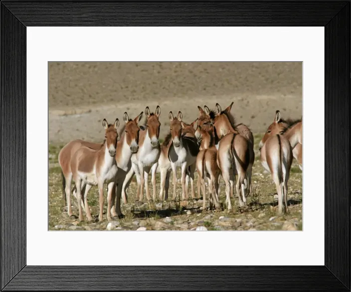 Framed Print : Kiang / Tibetan Wild Ass - female, yearling and foal group - Ladakh - India Framed Print : Kiang / Tibetan Wild Ass - female, yearling and foal group - Ladakh - India