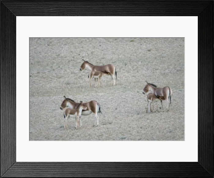 Framed Print : Kiang / Tibetan Wild Ass - female and foals feeding - Ladakh - India Framed Print : Kiang / Tibetan Wild Ass - female and foals feeding - Ladakh - India