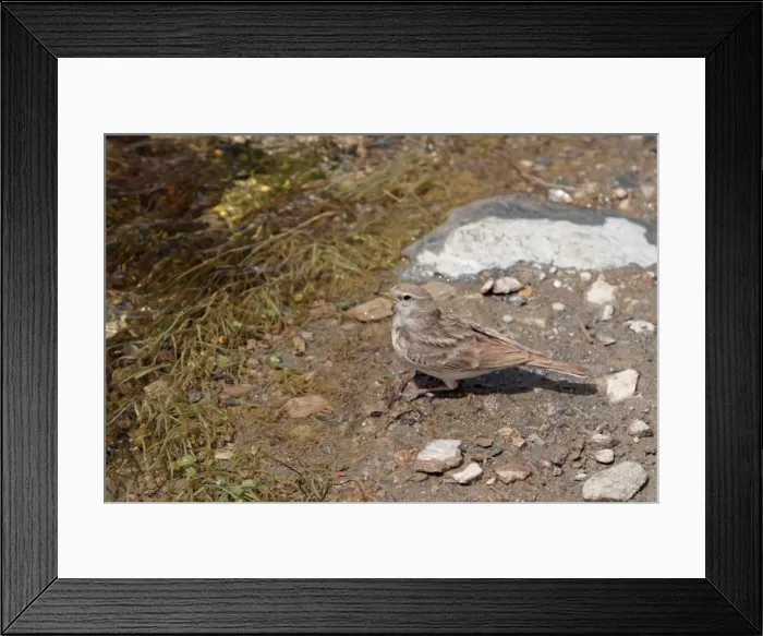 Framed Print : Hume's Short-toed Lark, Ladakh, India Framed Print : Hume's Short-toed Lark, Ladakh, India