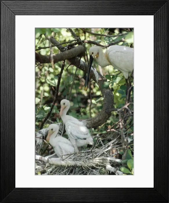 Framed Print : Spoonbill - adult & chicks - Sri Lanka Framed Print : Spoonbill - adult & chicks - Sri Lanka