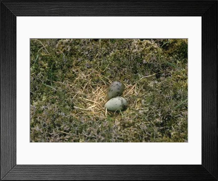 Framed Print : Arctic Skua - nest with eggs Framed Print : Arctic Skua - nest with eggs