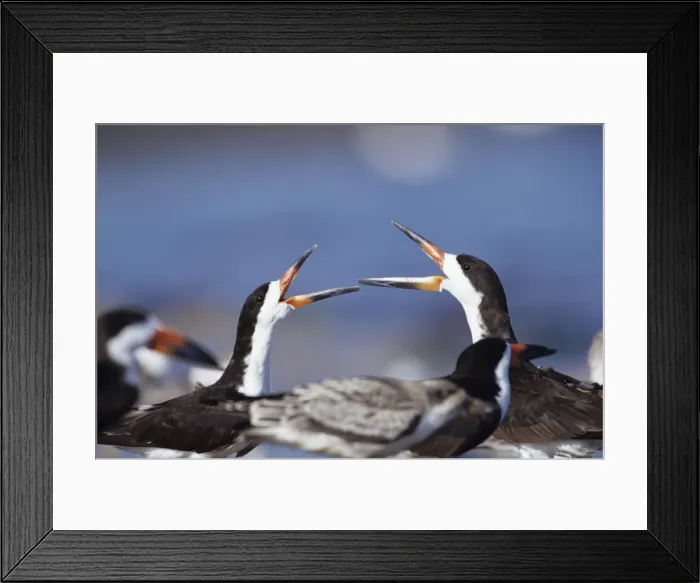 Framed Print : Black Skimmers - courting Framed Print : Black Skimmers - courting