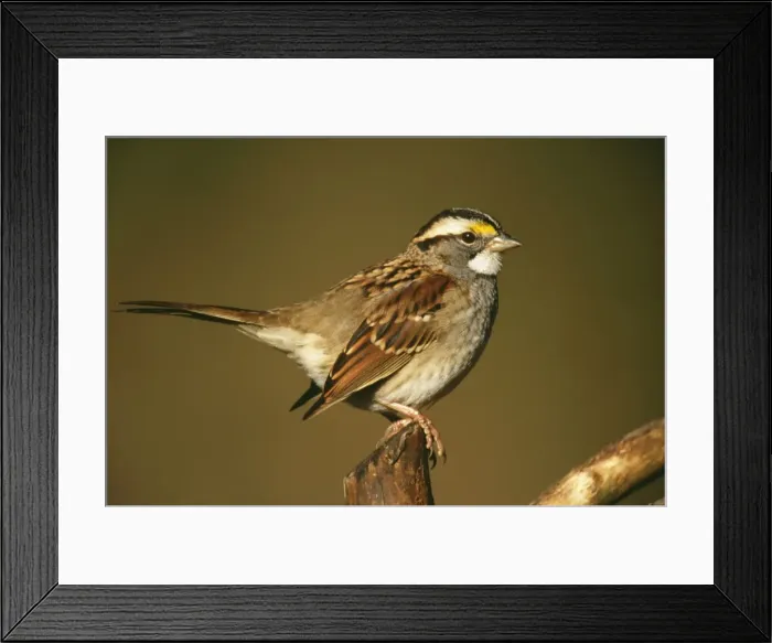 Framed Print : White-Throated Sparrow - Hamden Connecticut USA Framed Print : White-Throated Sparrow - Hamden Connecticut USA