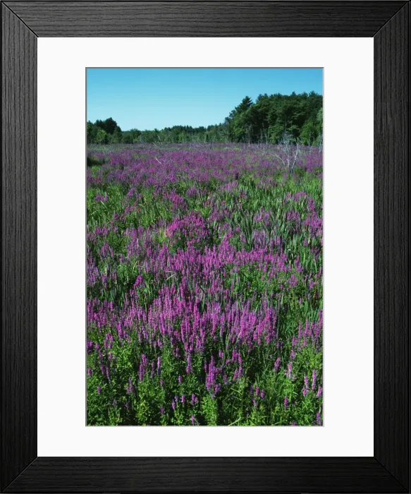 Framed Print : Purple Loosestrife JZ 1698 Field - Southern Maine Lythrum salicaria © Jim Zipp / ARDEA LONDON Framed Print : Purple Loosestrife JZ 1698 Field - Southern Maine Lythrum salicaria © Jim Zipp / ARDEA LONDON