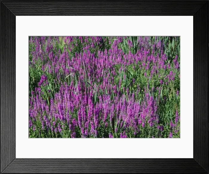 Framed Print : Purple Loosestrife Southern Maine, USA Framed Print : Purple Loosestrife Southern Maine, USA