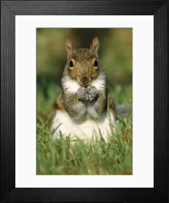 Framed Print : Eastern Grey Squirrel - Hamden Connecticut USA Framed Print : Eastern Grey Squirrel - Hamden Connecticut USA