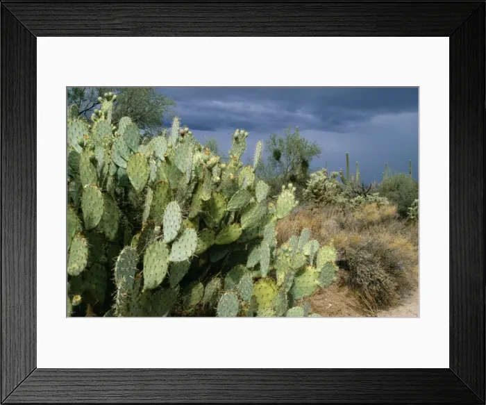Framed Print : Prickly Pear Cactus Southeast Arizona Framed Print : Prickly Pear Cactus Southeast Arizona