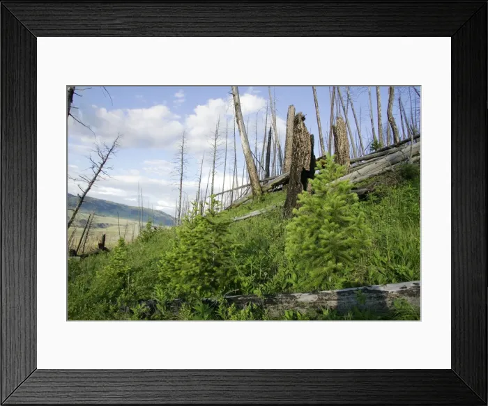 Framed Print : Yellowstone national park, 15 years after fires Framed Print : Yellowstone national park, 15 years after fires