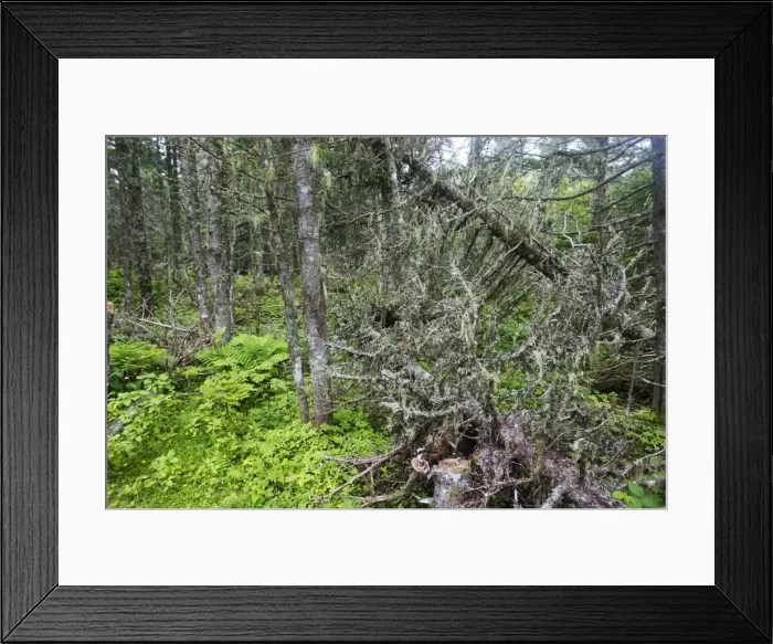 Framed Print : Spruce Forest Quebec, Canada Framed Print : Spruce Forest Quebec, Canada