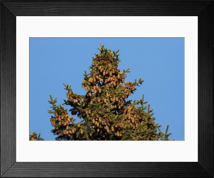 Framed Print : Red spruce Framed Print : Red spruce