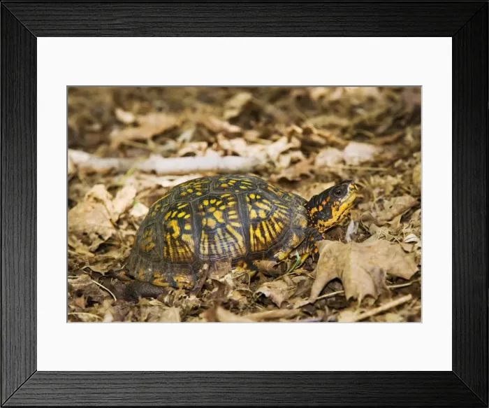 Framed Print : Eastern Box Turtle Framed Print : Eastern Box Turtle