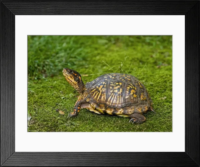 Framed Print : Eastern Box Turtle Framed Print : Eastern Box Turtle