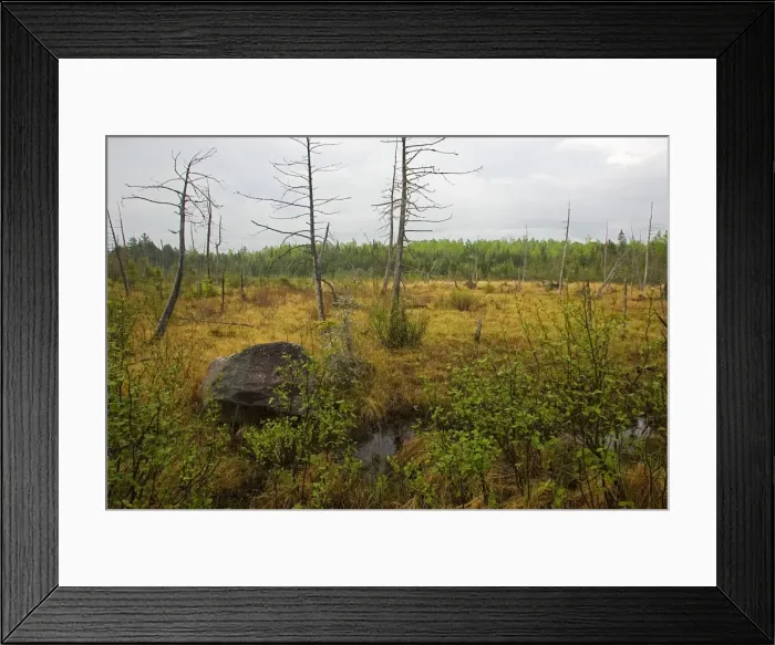Framed Print : Boreal Bog Northern Maine, USA Framed Print : Boreal Bog Northern Maine, USA
