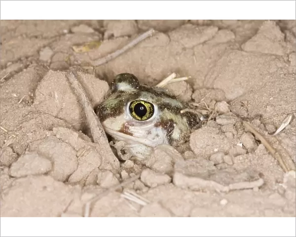 Plains Spadefoot Toad - series of images showing the toad turning and digging down into the sand using his spade like foot. Sequence 6 of 9 South Texas in March