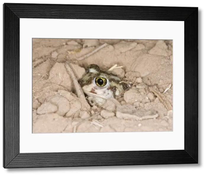 Framed Print : Plains Spadefoot Toad - series of images showing the toad turning and digging down into the sand using his spade like foot. Sequence 6 of 9 South Texas in March Framed Print : Plains Spadefoot Toad - series of images showing the toad turning and digging down into the sand using his spade like foot. Sequence 6 of 9 South Texas in March