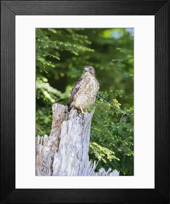 Framed Print : Broad-winged Hawk. MA in May. USA Framed Print : Broad-winged Hawk. MA in May. USA