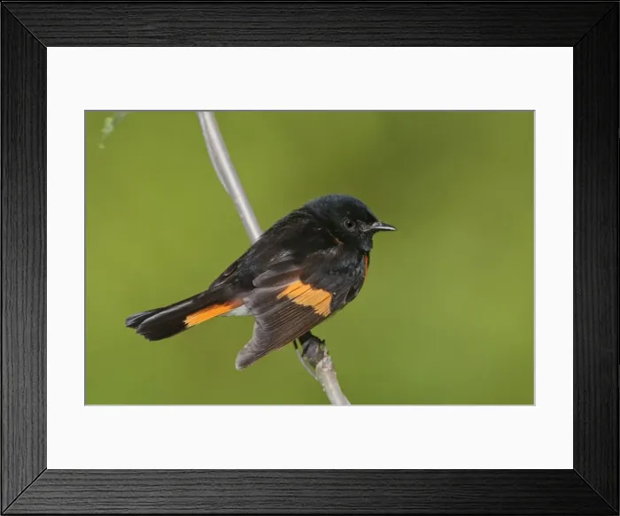 Framed Print : American Redstart - male - May - CT - USA Framed Print : American Redstart - male - May - CT - USA