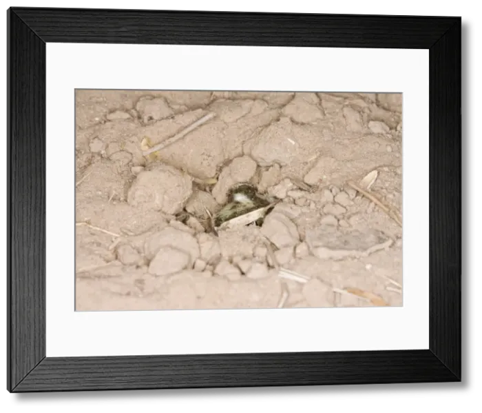 Framed Print : Plains Spadefoot Toad - series of images showing the toad turning and digging down into the sand using his spade like foot. Sequence 9 of 9 South Texas in March Framed Print : Plains Spadefoot Toad - series of images showing the toad turning and digging down into the sand using his spade like foot. Sequence 9 of 9 South Texas in March