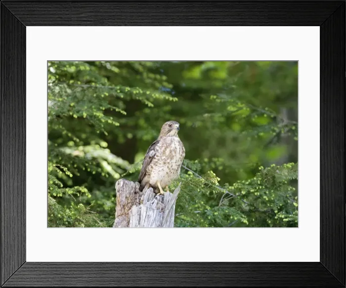 Framed Print : Broad-winged Hawk. MA in May. USA Framed Print : Broad-winged Hawk. MA in May. USA