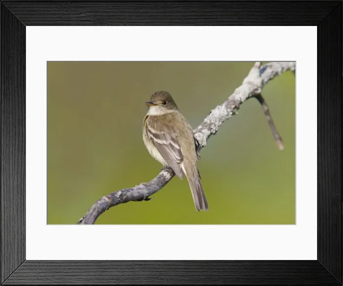 Framed Print : Alder Flycatcher. On territory in Spring. CT in May. USA Framed Print : Alder Flycatcher. On territory in Spring. CT in May. USA