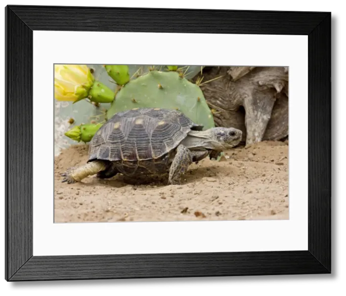 Framed Print : Texas Tortoise Found only in Sout Texas in the US. March Framed Print : Texas Tortoise Found only in Sout Texas in the US. March