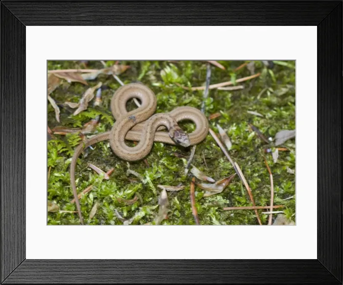 Framed Print : Brown Snake - Connecticut USA - May Framed Print : Brown Snake - Connecticut USA - May