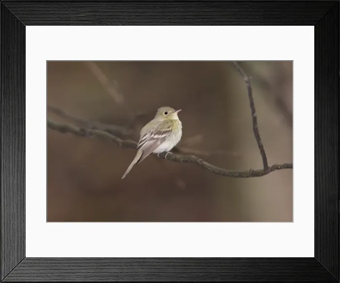Framed Print : Acadian Flycatcher, Connecticut, USA in June Framed Print : Acadian Flycatcher, Connecticut, USA in June