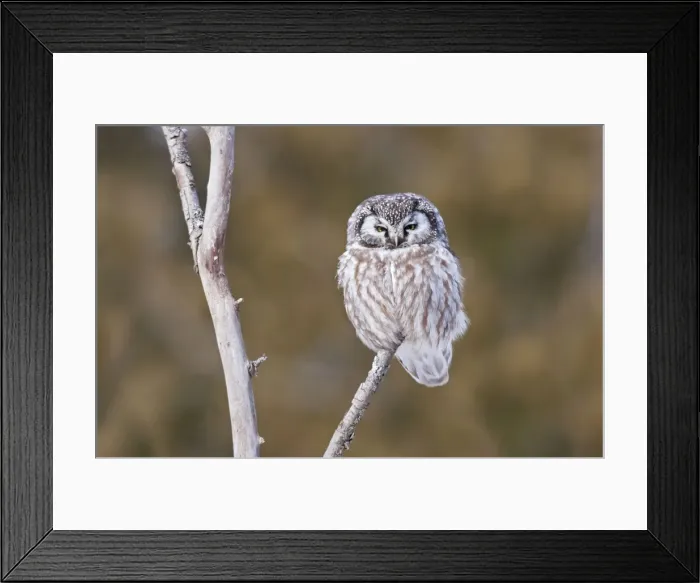Framed Print : Boreal Owl - perched on branch - January - Ontario - Canada Framed Print : Boreal Owl - perched on branch - January - Ontario - Canada