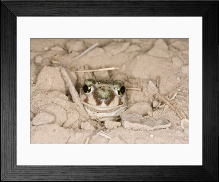 Framed Print : Plains Spadefoot Toad, Spea bombifrons. Series of images showing the toad turning and digging down into the sand using his spade like foot. Sequence 4 of 9 South Texas in March Framed Print : Plains Spadefoot Toad, Spea bombifrons. Series of images showing the toad turning and digging down into the sand using his spade like foot. Sequence 4 of 9 South Texas in March